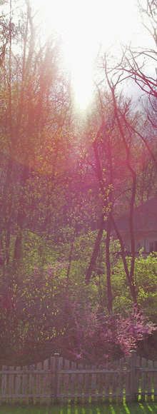 Through the trees